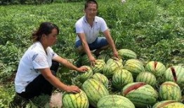 郴州网红吃瓜事件,揭秘网络舆论的风暴与真相